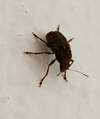 Araecerus