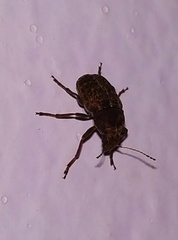 Araecerus