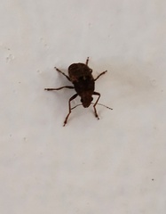 Araecerus