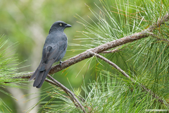 Coracina caledonica caledonica