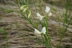 Lathyrus pannonicus