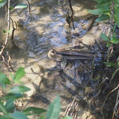 Periophthalmodon schlosseri