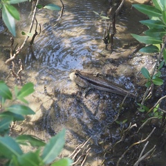 Periophthalmodon schlosseri