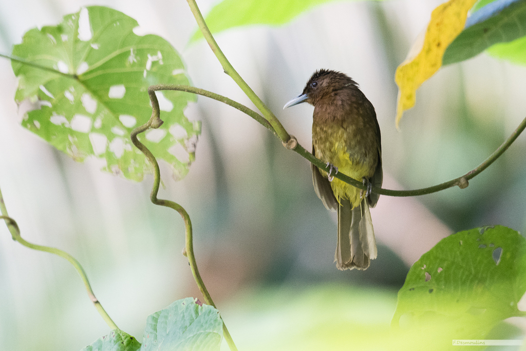 Camiguin Bulbul (Hypsipetes catarmanensis) photo
