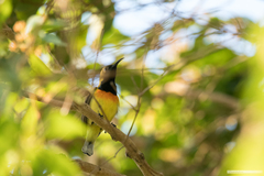 Cinnyris jugularis aurora