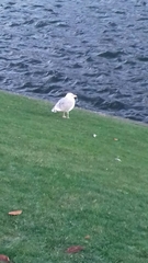 Larus argentatus