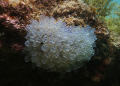 Clavelina moluccensis