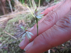 Caladenia minor