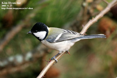 Parus minor