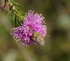 Kunzea parvifolia