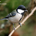 Japanese Tit - Photo (c) Kim, Hyun-tae, some rights reserved (CC BY), uploaded by Kim, Hyun-tae