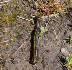 Richardsonianus australis