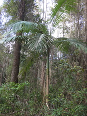 Archontophoenix cunninghamiana