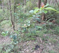 Viburnum odoratissimum