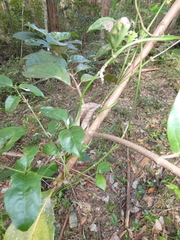 Viburnum odoratissimum