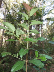 Viburnum odoratissimum