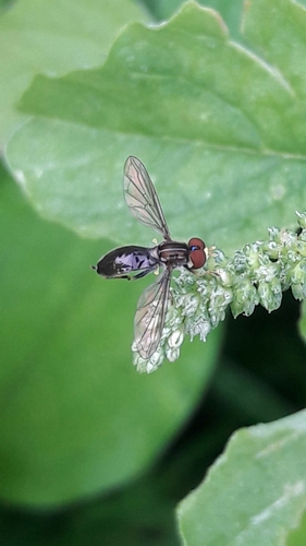 Toxomerus laenas