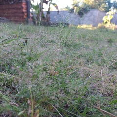 Small Lovegrass (Eragrostis amabilis)