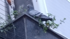 Columba livia domestica