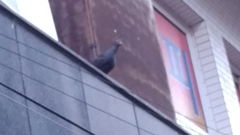 Columba livia domestica