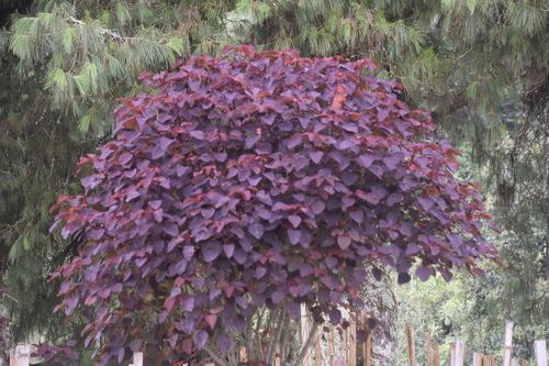 Mexican shrubby spurge
