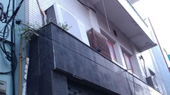 Columba livia domestica