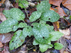 Pulmonaria saccharata