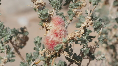 Asphondylia floccosa