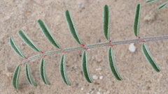 Astragalus insularis harwoodii