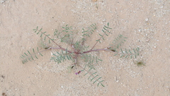 Astragalus insularis harwoodii