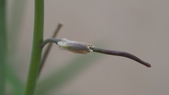 Streptanthus longirostris