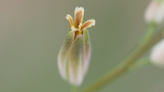 Streptanthus longirostris