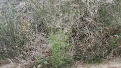 Streptanthus longirostris