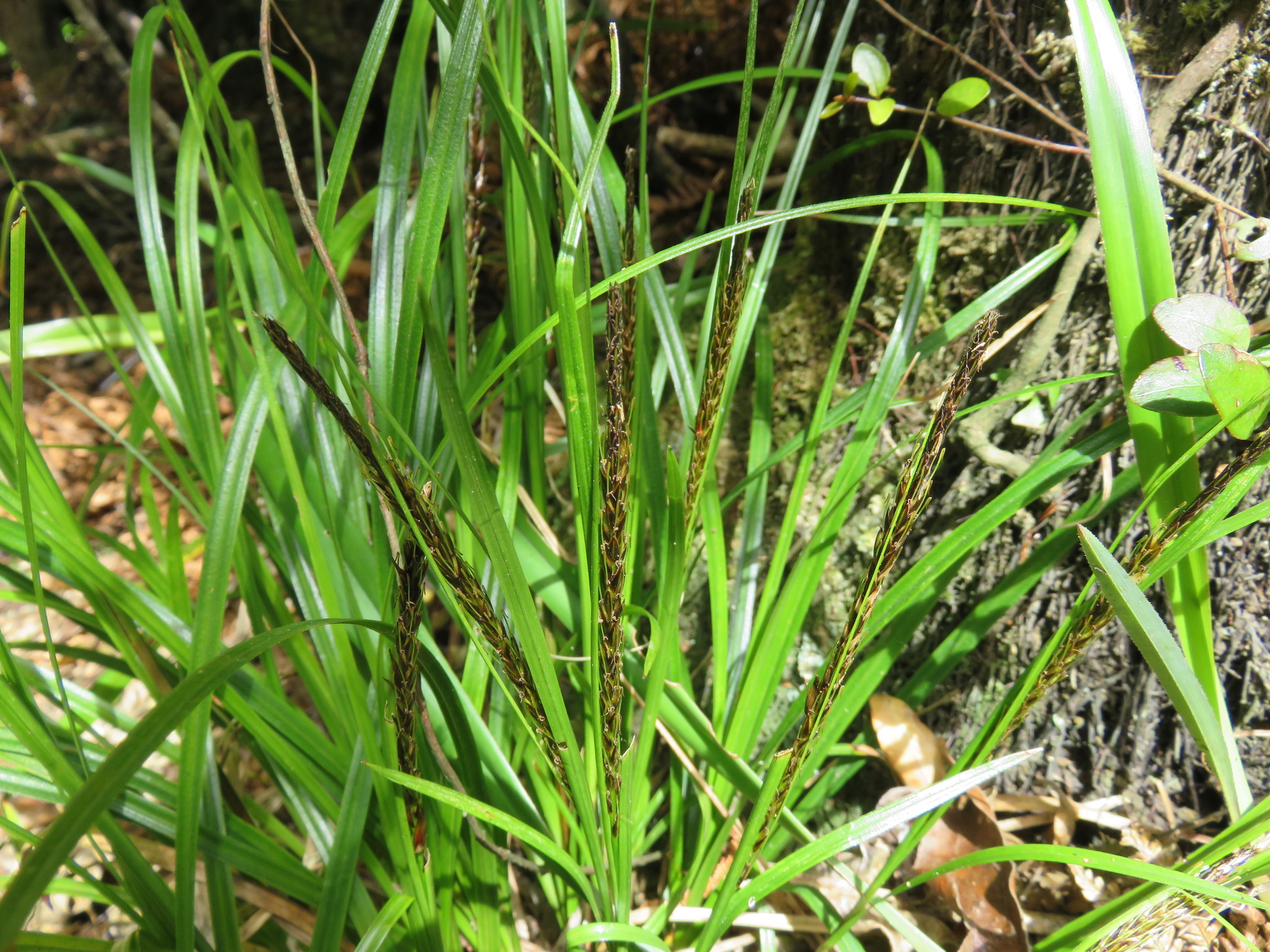 Carex uncinata