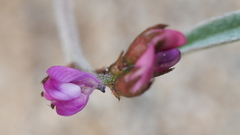 Astragalus insularis harwoodii
