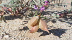 Astragalus insularis harwoodii