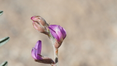 Astragalus insularis harwoodii