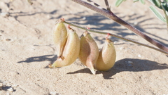 Astragalus insularis harwoodii