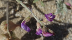 Astragalus insularis harwoodii