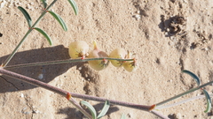 Astragalus insularis harwoodii