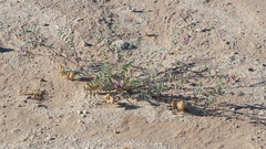 Astragalus insularis harwoodii