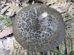 Amanita nothofagi
