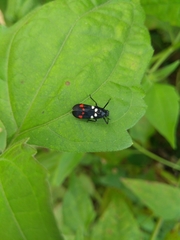 Callitettix versicolor