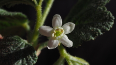Ribes indecorum