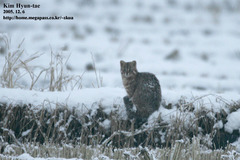 Prionailurus bengalensis