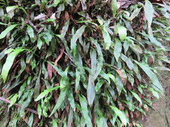 Loxogramme dictyopteris