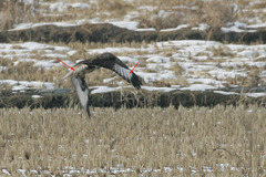 Buteo hemilasius