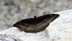 Auzakia danava