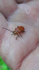 Platiprosopus denticollis