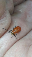 Platiprosopus denticollis